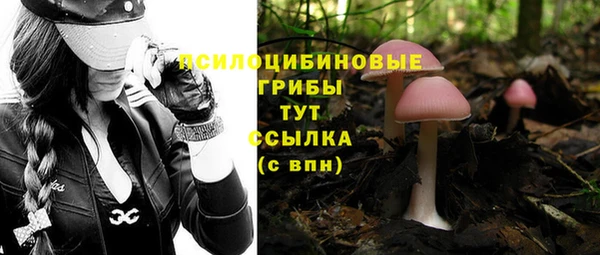 крисы Дмитров